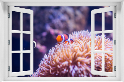 Fototapeta Naklejka Na Ścianę Okno 3D - サンゴ礁のカクレクマノミ