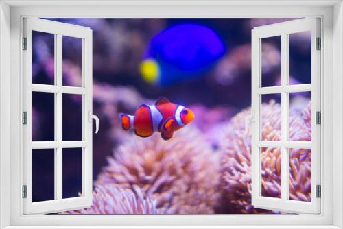 Fototapeta Naklejka Na Ścianę Okno 3D - サンゴ礁のカクレクマノミ