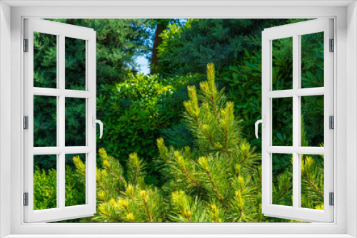Fototapeta Naklejka Na Ścianę Okno 3D - Green pine branches in a city park