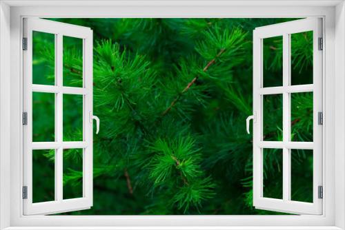 Fototapeta Naklejka Na Ścianę Okno 3D - Young shoots of pine