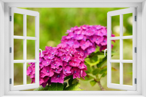 Fototapeta Naklejka Na Ścianę Okno 3D - 田園地帯に咲く鮮やかな紫陽花の花