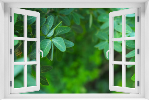 Fototapeta Naklejka Na Ścianę Okno 3D - Green leaf background.