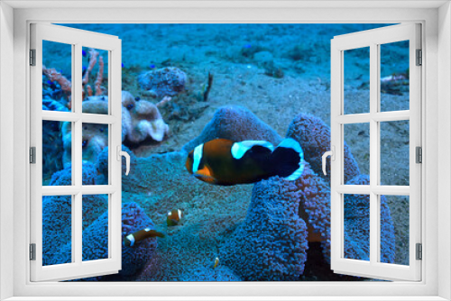 Fototapeta Naklejka Na Ścianę Okno 3D - clown fish coral reef / macro underwater scene, view of coral fish, underwater diving