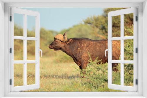 Fototapeta Naklejka Na Ścianę Okno 3D - An African buffalo (Syncerus caffer) in natural habitat, Mokala National Park, South Africa.