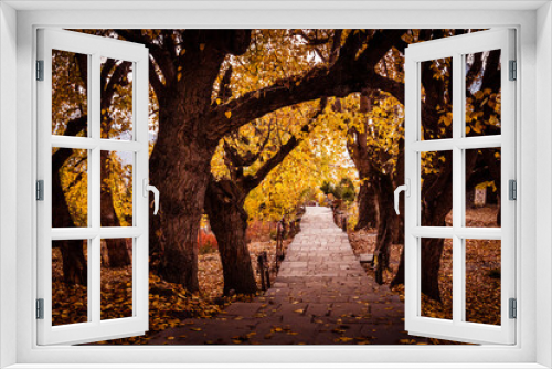 Fototapeta Naklejka Na Ścianę Okno 3D - Stone paved alley leading to Muktinath Temple in Mustang, Nepal during autumn season. Ancient poplar trees have turned yellow and orange during autumn season.