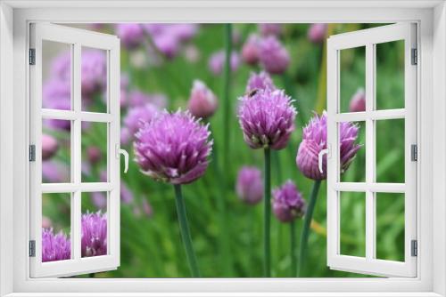 Fototapeta Naklejka Na Ścianę Okno 3D - Bright violet flowers blossoms in the summer garden