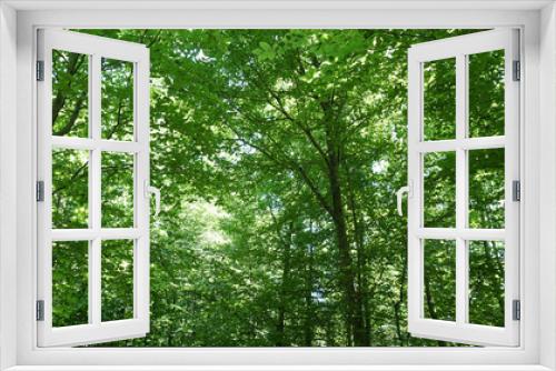 Fototapeta Naklejka Na Ścianę Okno 3D - Green forest background, light shining down