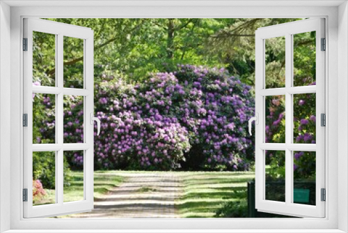 Fototapeta Naklejka Na Ścianę Okno 3D - violetter Rhododendron