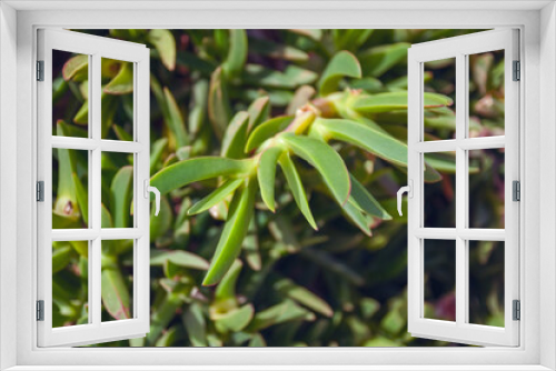 Fototapeta Naklejka Na Ścianę Okno 3D - Green succulent bushy plant growing in Greece