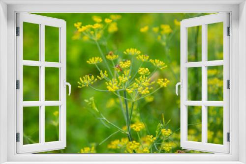 Fototapeta Naklejka Na Ścianę Okno 3D - Yellow Fennel Seed on Green Grass | Yellow Flowers Field | Yellow Flowers Garden | Natural Beauty | Beautiful Flowers | Green Fields | Yellow Fields 