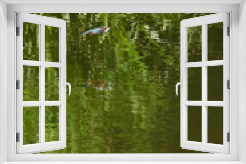 Fototapeta Naklejka Na Ścianę Okno 3D - kingfisher in flight