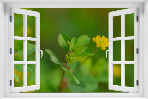 Fototapeta Naklejka Na Ścianę Okno 3D - Blüte des Faden-Klee