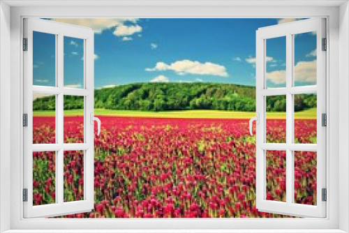 Fototapeta Naklejka Na Ścianę Okno 3D - Beautiful blooming red clover in the field. Natural colorful background. Beautiful landscape in the Czech Republic - Europe.