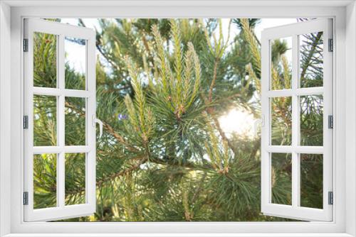 Fototapeta Naklejka Na Ścianę Okno 3D - green pine branches on a sunny summer day