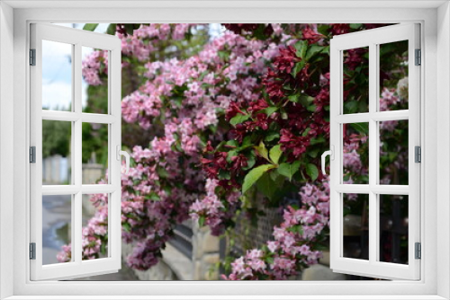 Fototapeta Naklejka Na Ścianę Okno 3D - blooming in spring Weigela flowers in the garden