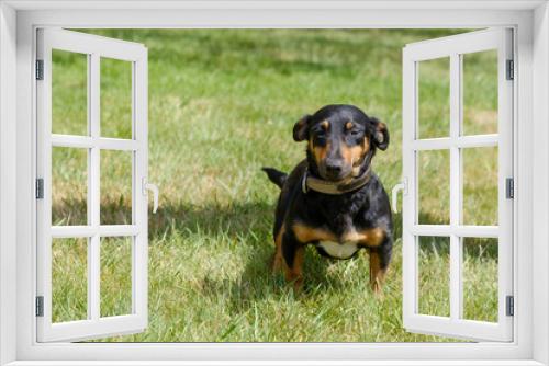 Fototapeta Naklejka Na Ścianę Okno 3D - Black and tan Jack Russell Terrier posing in full body, sits in the grass with shadow