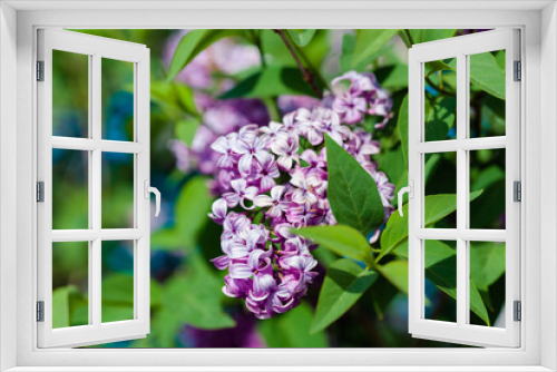 Fototapeta Naklejka Na Ścianę Okno 3D - Lilac violet in blossom, lilac bush at springtime