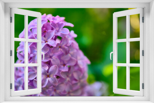 Fototapeta Naklejka Na Ścianę Okno 3D - Close up beautiful lilac flowers blur background