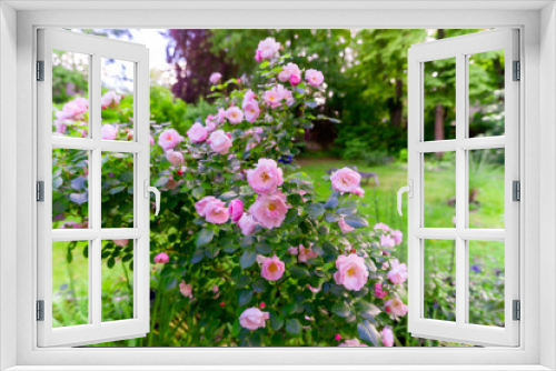 Fototapeta Naklejka Na Ścianę Okno 3D - Sommer im Garten mit Rosenbeeten und Staudenbeeten, üppig blühender Rosenbusch im Sommergarten
