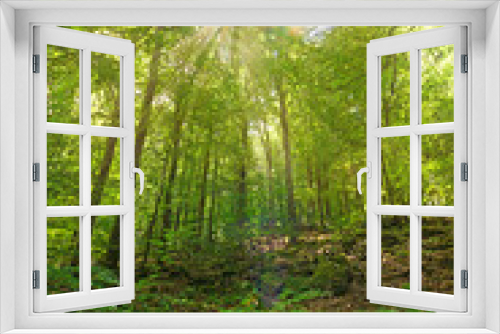 Fototapeta Naklejka Na Ścianę Okno 3D - Wald mit Sonnenstrahlen