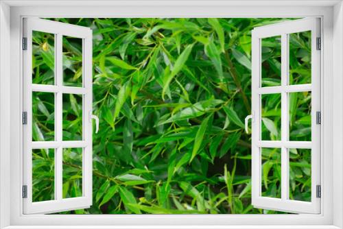 Fototapeta Naklejka Na Ścianę Okno 3D - Leaf background
