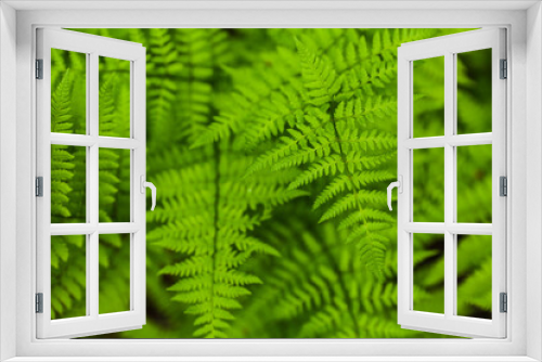 Fototapeta Naklejka Na Ścianę Okno 3D - background of green fern in the forest close up with soft focus 