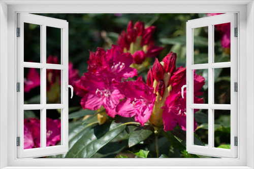 Fototapeta Naklejka Na Ścianę Okno 3D - Purple Rhododendron Antonin Dvorak blooming in a garden