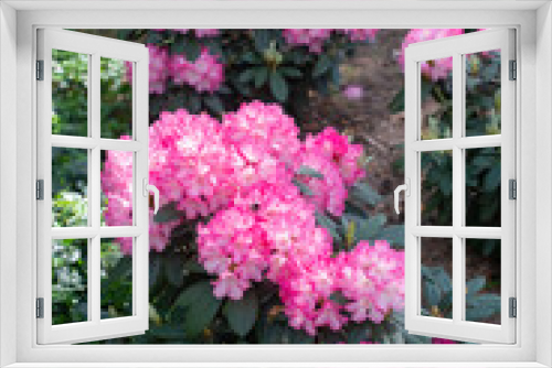 Fototapeta Naklejka Na Ścianę Okno 3D - Pink Rhododendron Fantastica blooming in a garden