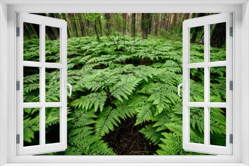 Fototapeta Naklejka Na Ścianę Okno 3D - Beautiful nature background of vivid green ferns. Backdrop of lush fern thickets close-up. Chaotic rich flora among trees. Chaos of wild ferns in forest thicket. Natural texture of many fern leaves.