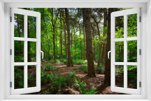 Fototapeta Naklejka Na Ścianę Okno 3D - English Woodland in Spring