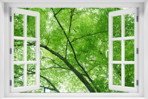 Fototapeta Naklejka Na Ścianę Okno 3D - low angle view of spring green tree in forest
