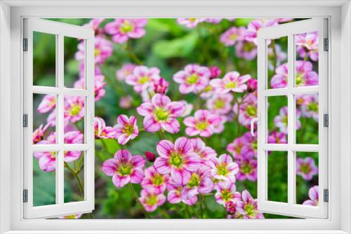 Fototapeta Naklejka Na Ścianę Okno 3D - Small alpine pink flowers ground cover background