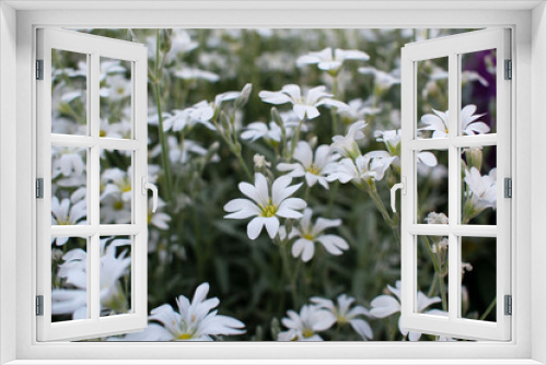 Fototapeta Naklejka Na Ścianę Okno 3D - Cerastium arvense. Small white flowers. Field chickweed or mouse-ear
