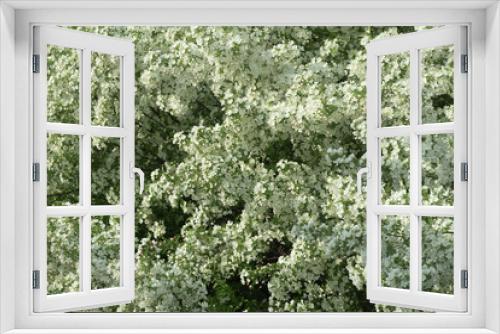 Fototapeta Naklejka Na Ścianę Okno 3D - flowers on tree