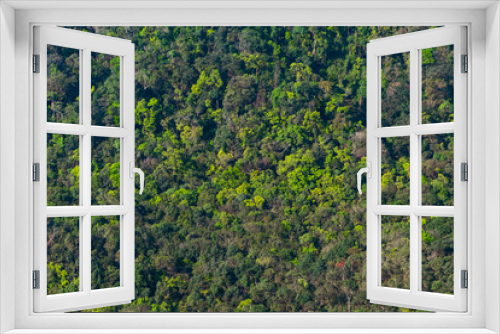 Fototapeta Naklejka Na Ścianę Okno 3D - high density of rainforest background