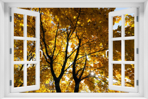 Fototapeta Naklejka Na Ścianę Okno 3D - yellowing leaves