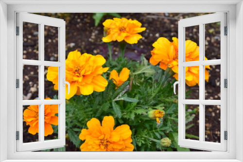 Fototapeta Naklejka Na Ścianę Okno 3D - Marigold in the garden, Japan