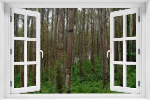 Fototapeta Naklejka Na Ścianę Okno 3D - beautiful pine forest. Latin name for pine is Pinus. Pine forests are widely spread throughout the world.