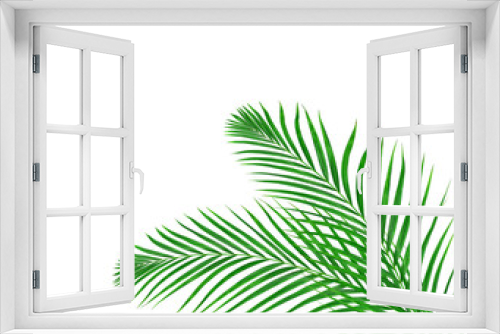 Fototapeta Naklejka Na Ścianę Okno 3D - Green leaf of palm tree on white background