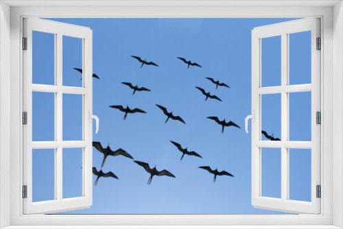 Fototapeta Naklejka Na Ścianę Okno 3D - Frigate bird Galapagos black flying