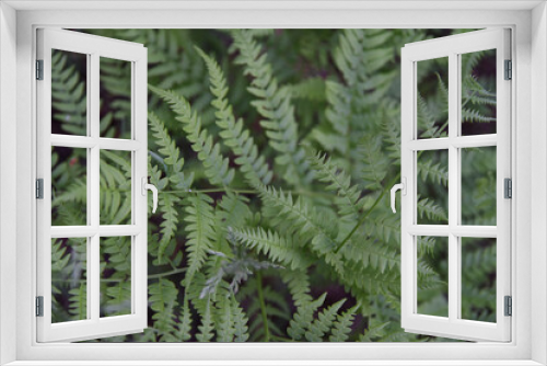 Fototapeta Naklejka Na Ścianę Okno 3D - Perennial herbaceous fern - common bracken