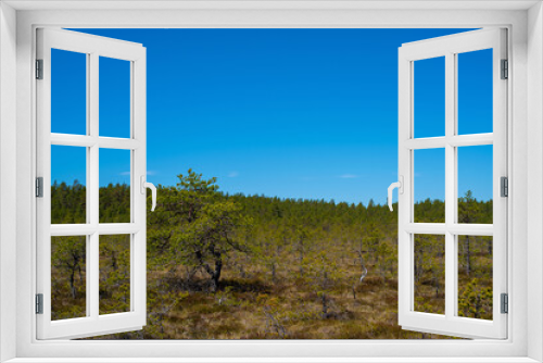 Fototapeta Naklejka Na Ścianę Okno 3D - Pine trees on the Viru Bog (Viru raba), Lahemaa National Park in Estonia. Selective focus