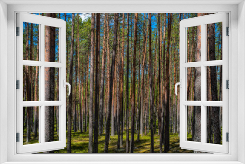 Fototapeta Naklejka Na Ścianę Okno 3D - Forest in Lahemaa National Park of Estonia. Selective focus