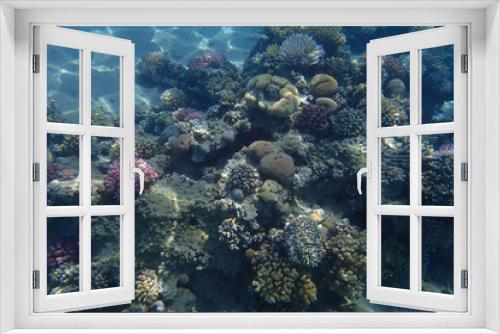 Fototapeta Naklejka Na Ścianę Okno 3D - coral reef in Egypt in Hurghada
