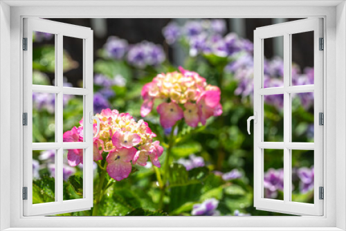 Fototapeta Naklejka Na Ścianę Okno 3D - ランタナの花