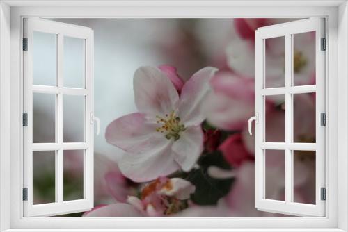 Fototapeta Naklejka Na Ścianę Okno 3D - Apfelblüte im Frühling