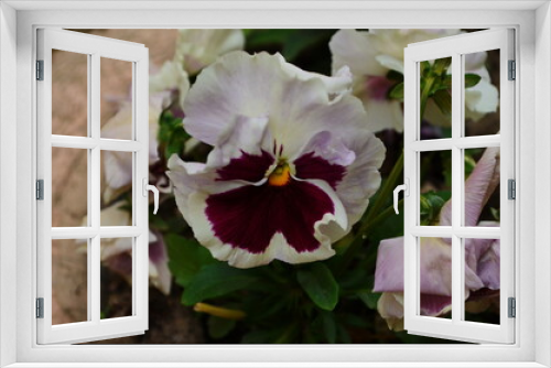 Fototapeta Naklejka Na Ścianę Okno 3D - Beautiful colorful pansies in the garden. Vivid pansy flowers at the spring. Flower summer background.