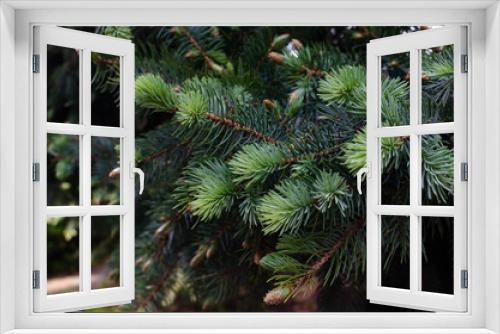 Fototapeta Naklejka Na Ścianę Okno 3D - young needles on a spruce branch, beautiful background