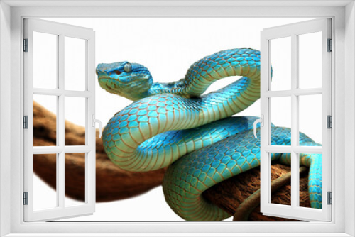 Fototapeta Naklejka Na Ścianę Okno 3D - Viper snake with white background
