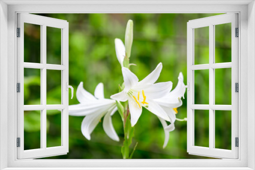 Fototapeta Naklejka Na Ścianę Okno 3D - Many large delicate white flowers of Lilium or Lily plant in a British cottage style garden in a sunny summer day, beautiful outdoor floral background photographed with soft focus.